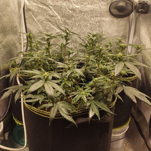 Watermelon Candy growlog timeline photo