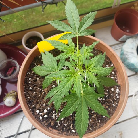 Apple Fritter Automatic growlog timeline photo