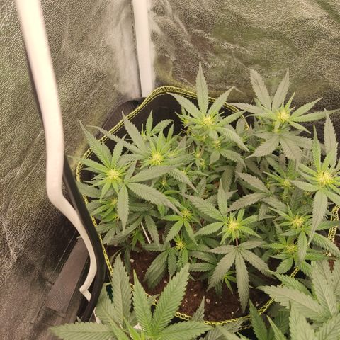 Big Bud growlog timeline photo