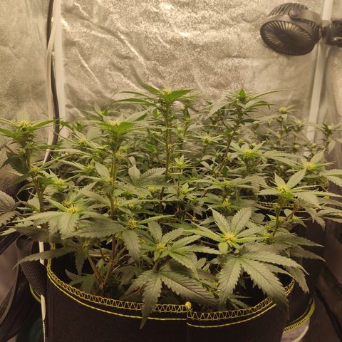Watermelon Candy growlog timeline photo
