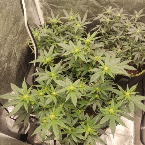 Watermelon Candy growlog timeline photo