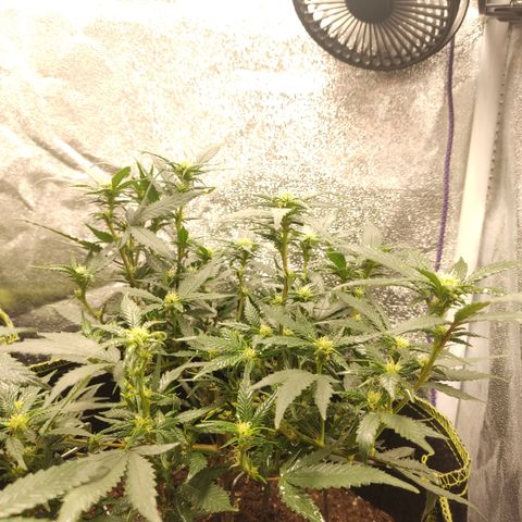 OG18 growlog timeline photo