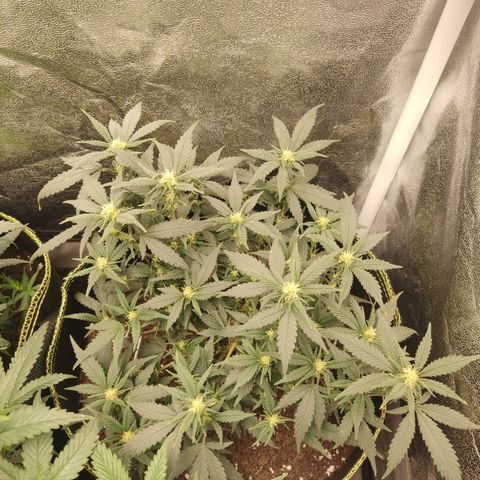 OG18 growlog timeline photo