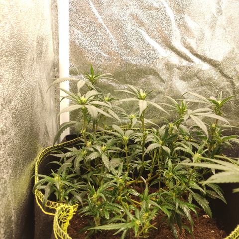 Big Bud growlog timeline photo