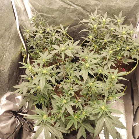 Watermelon Candy growlog timeline photo