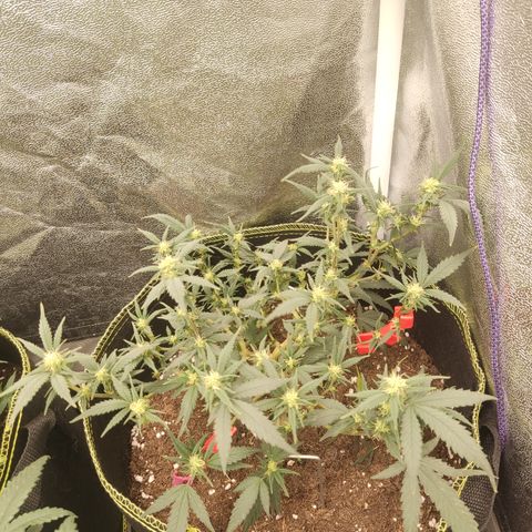 OG18 growlog timeline photo