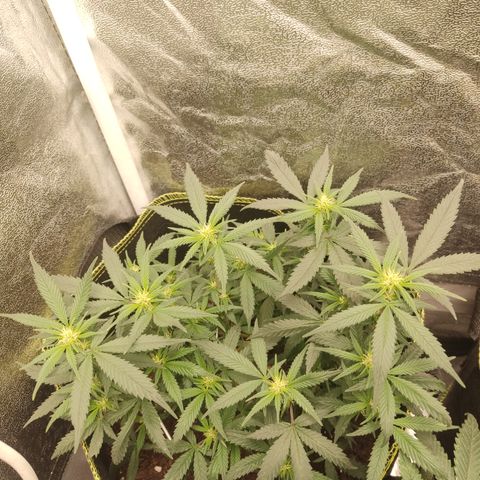 Big Bud growlog timeline photo