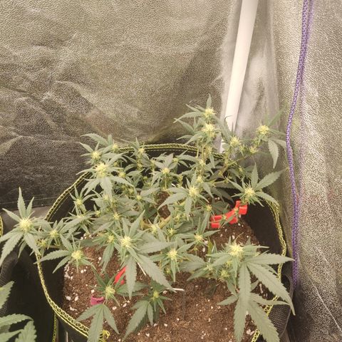 OG18 growlog timeline photo