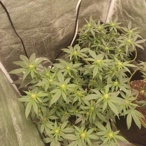 Watermelon Candy growlog timeline photo