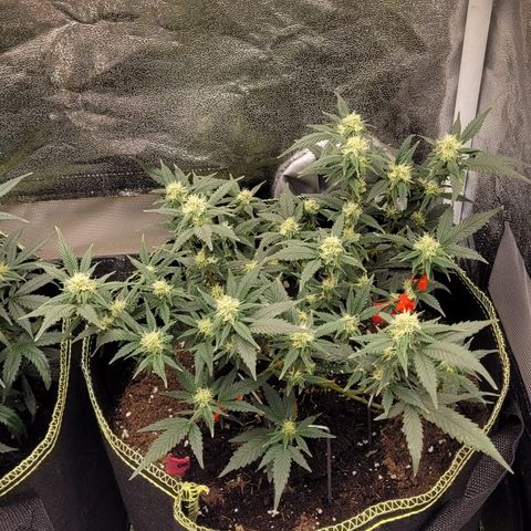OG18 growlog timeline photo
