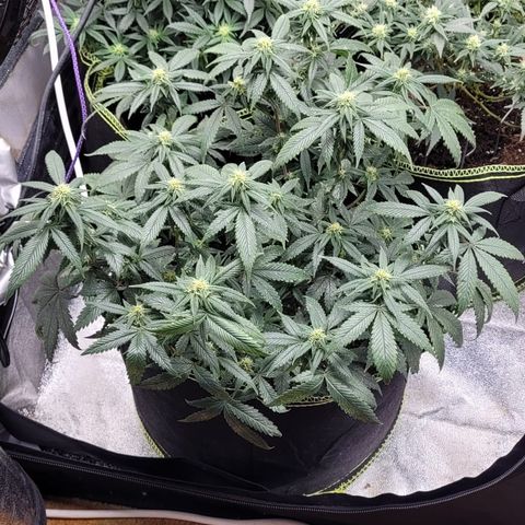 Watermelon Candy growlog timeline photo