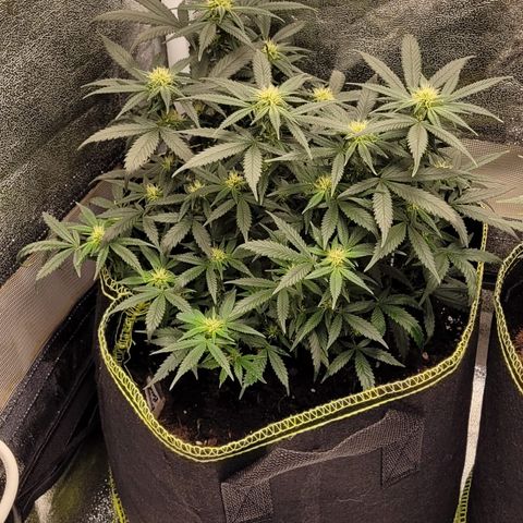 Big Bud growlog timeline photo
