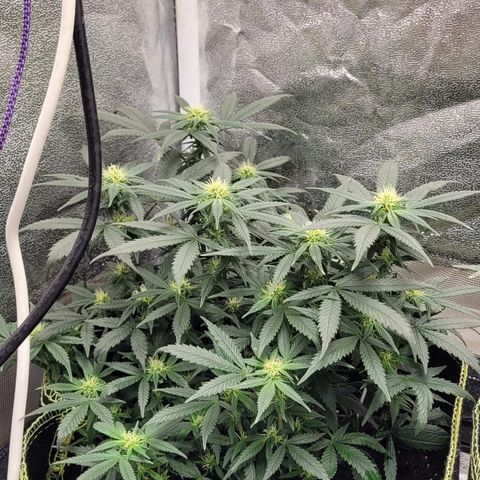 Big Bud growlog timeline photo