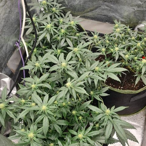 Big Bud growlog timeline photo