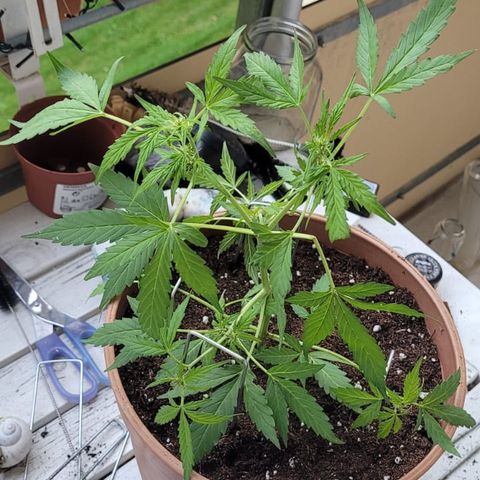Apple Fritter Automatic growlog timeline photo