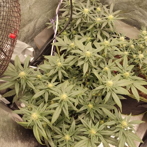 Watermelon Candy growlog photo: Tripse Befall -.-
