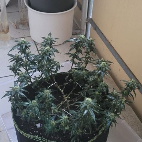Watermelon Candy growlog photo: Wegen tripse Befall alle befallenen Blätter entfernt und mit nikotinsud eingesprüht