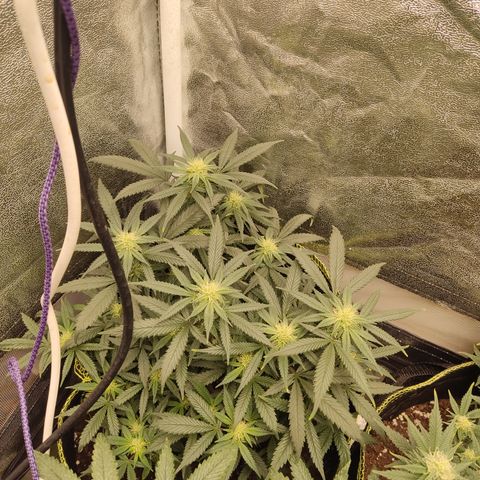 Big Bud growlog photo: Leider auch leichter tripse Befall die Tage kommen raubmilben ..vielleicht bekomme ich sie damit noch abgewehrt dasselbe bei og18