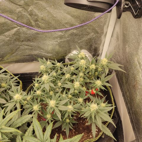 OG18 growlog photo: Leider auch leichter tripse Befall die Tage kommen raubmilben ..vielleicht bekomme ich sie damit noch abgewehrt dasselbe bei big bud