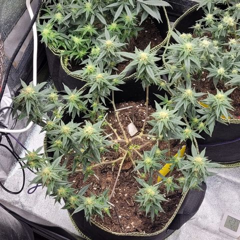 Watermelon Candy growlog timeline photo
