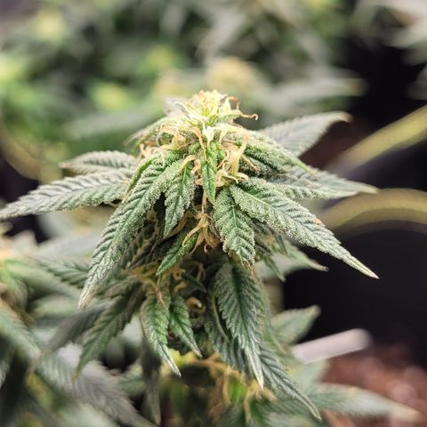 Watermelon Candy growlog timeline photo