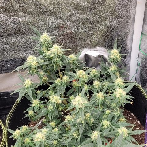 OG18 growlog timeline photo