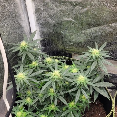 Big Bud growlog timeline photo