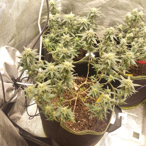 Watermelon Candy growlog timeline photo