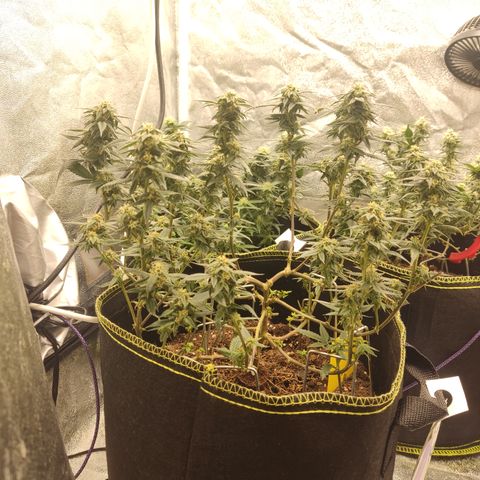 Watermelon Candy growlog timeline photo
