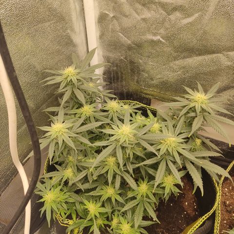 Big Bud growlog timeline photo