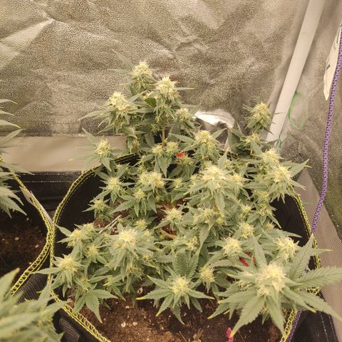 OG18 growlog timeline photo