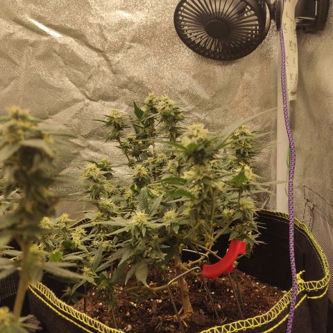 OG18 growlog timeline photo