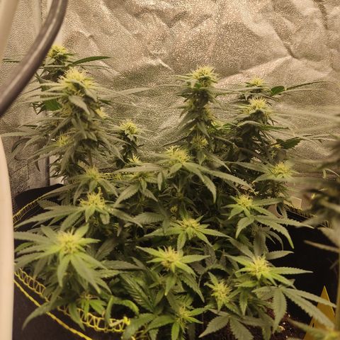 Big Bud growlog timeline photo