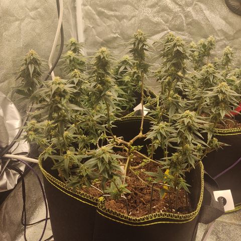 Watermelon Candy growlog timeline photo