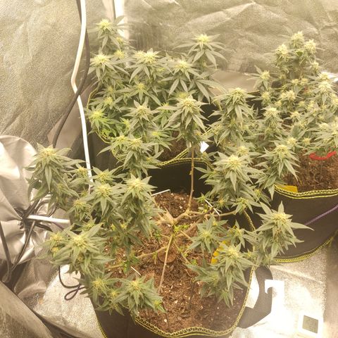 Watermelon Candy growlog timeline photo