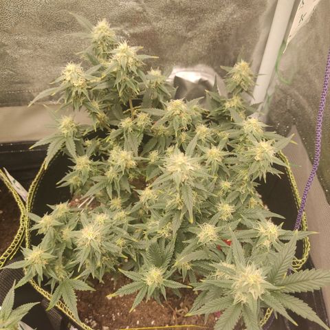 OG18 growlog timeline photo