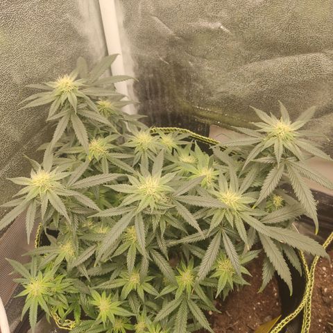 Big Bud growlog timeline photo
