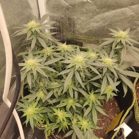 Big Bud growlog timeline photo