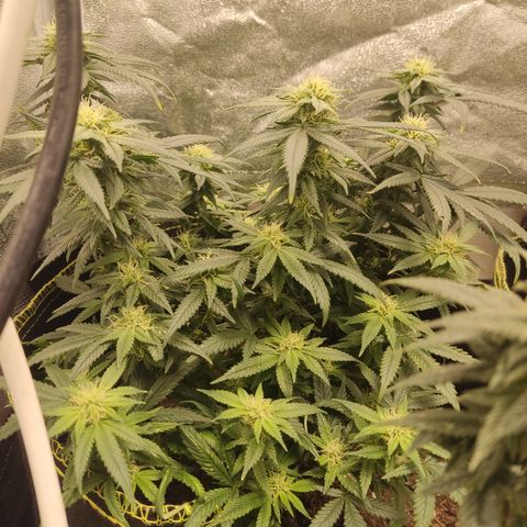 Big Bud growlog timeline photo