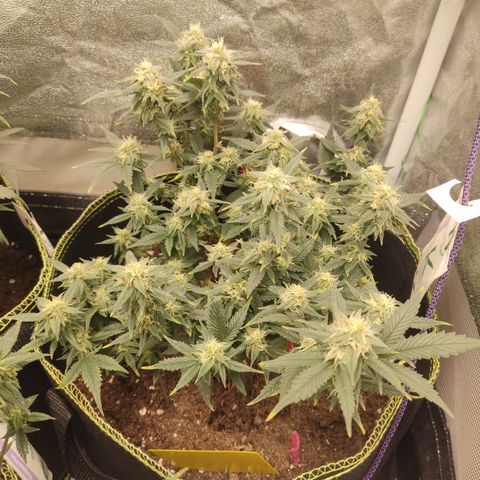 OG18 growlog timeline photo