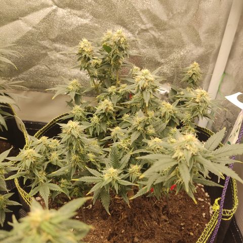 OG18 growlog timeline photo