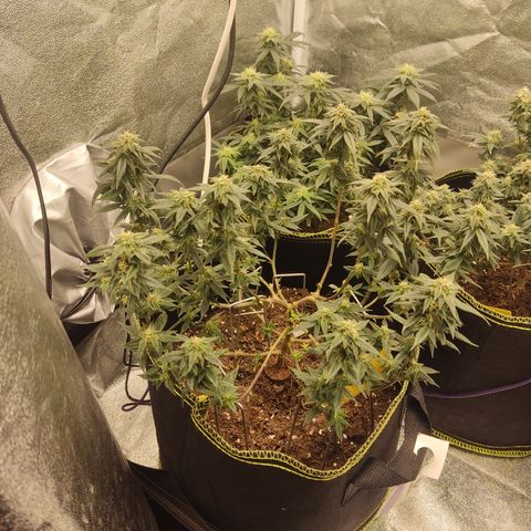 Watermelon Candy growlog timeline photo