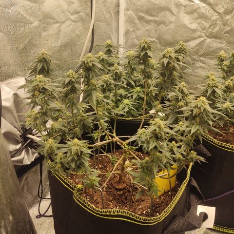 Watermelon Candy growlog timeline photo