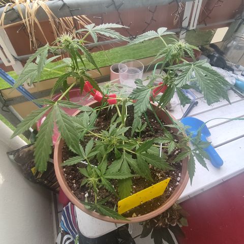 Apple Fritter Automatic growlog timeline photo