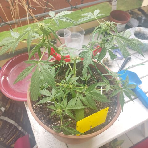 Apple Fritter Automatic growlog timeline photo