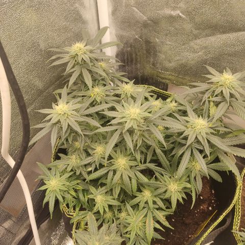 Big Bud growlog timeline photo
