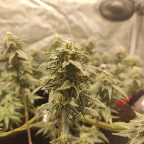 Watermelon Candy growlog timeline photo