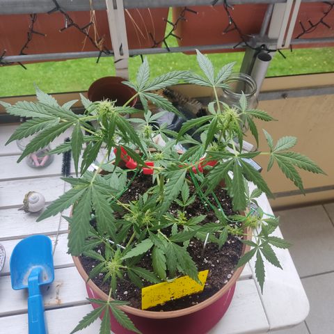 Apple Fritter Automatic growlog timeline photo