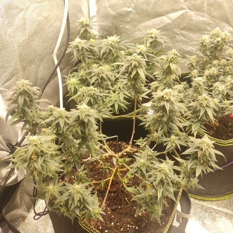 Watermelon Candy growlog timeline photo