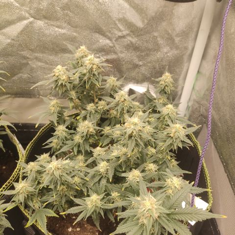OG18 growlog timeline photo